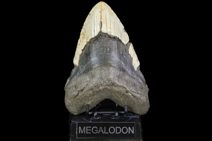 Fossil Megalodon Tooth - + Foot Shark #75533